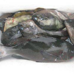 濱田渡船 釣果