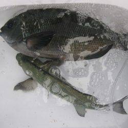 濱田渡船 釣果