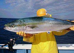 しまや丸 釣果