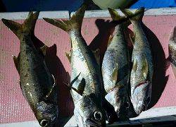しまや丸 釣果