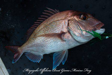 Marine Frog 釣果