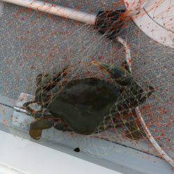 へいみつ丸 釣果