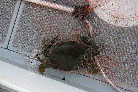 へいみつ丸 釣果