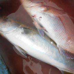 こうゆう丸 釣果