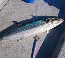 IDATEN（イダテン） 釣果