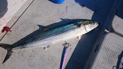 IDATEN（イダテン） 釣果