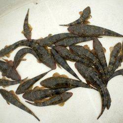 TOPGUN名古屋 釣果