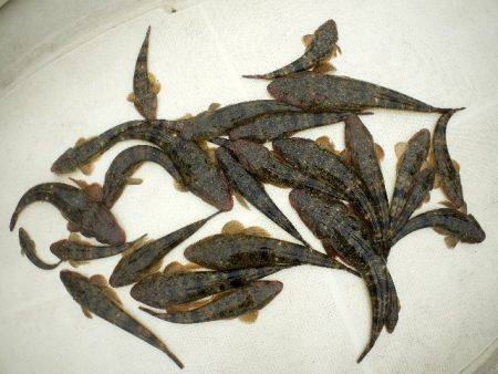 TOPGUN名古屋 釣果