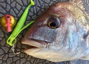 YELLOW-TAIL　イエローテール 釣…