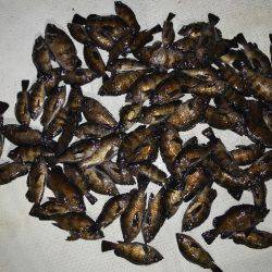 TOPGUN名古屋 釣果