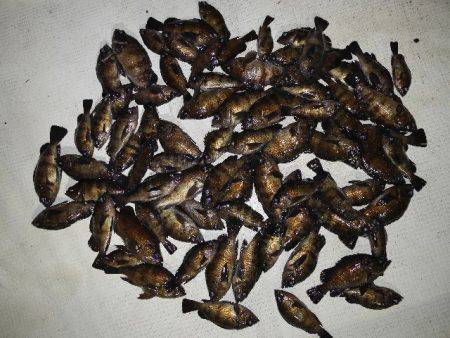 TOPGUN名古屋 釣果