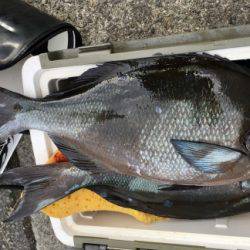 鵜来島家本渡船 釣果