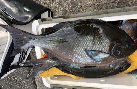 鵜来島家本渡船 釣果