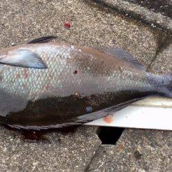 鵜来島家本渡船 釣果