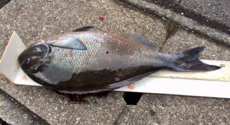 鵜来島家本渡船 釣果