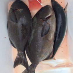 鵜来島家本渡船 釣果