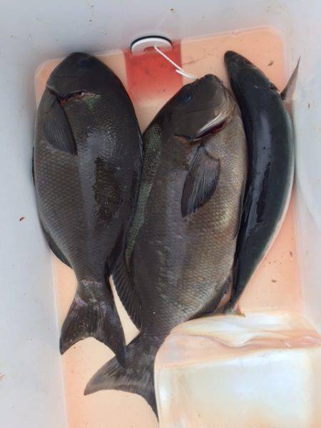 鵜来島家本渡船 釣果