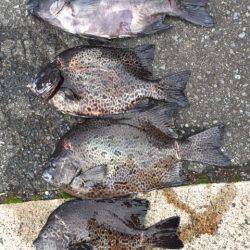 鵜来島家本渡船 釣果