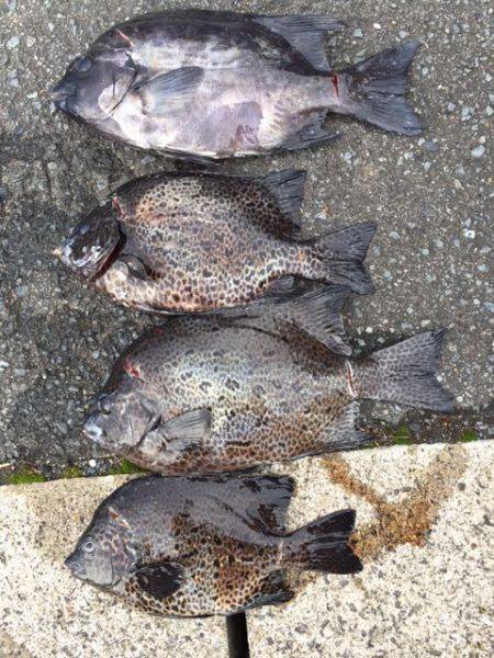 鵜来島家本渡船 釣果