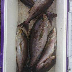 鵜来島家本渡船 釣果