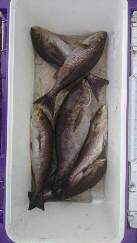 鵜来島家本渡船 釣果