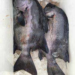 鵜来島家本渡船 釣果