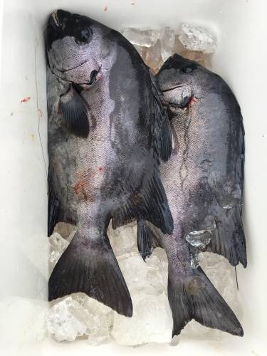 鵜来島家本渡船 釣果