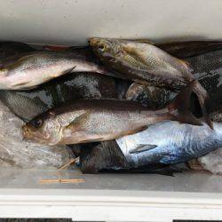 鵜来島家本渡船 釣果