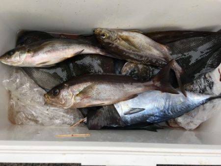 鵜来島家本渡船 釣果