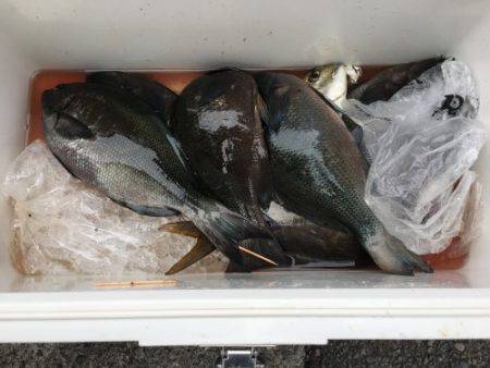 鵜来島家本渡船 釣果