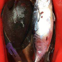 鵜来島家本渡船 釣果