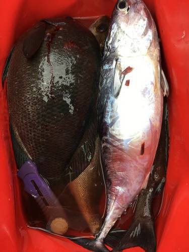 鵜来島家本渡船 釣果