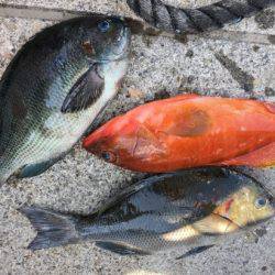 鵜来島家本渡船 釣果
