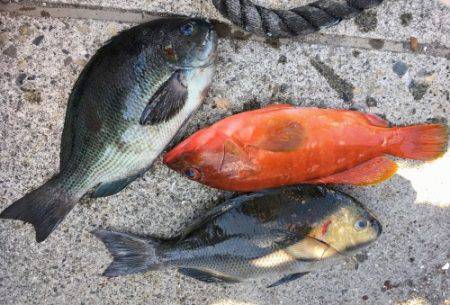 鵜来島家本渡船 釣果