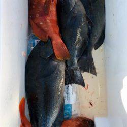 鵜来島家本渡船 釣果