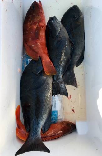 鵜来島家本渡船 釣果