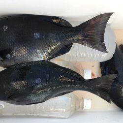 鵜来島家本渡船 釣果