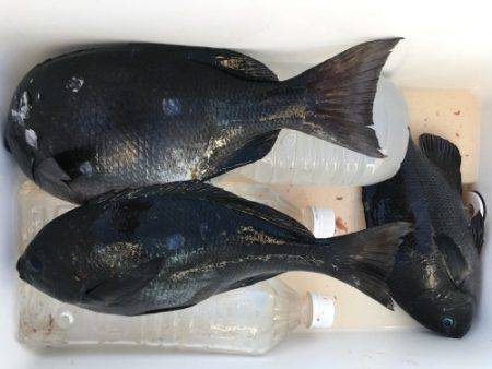 鵜来島家本渡船 釣果