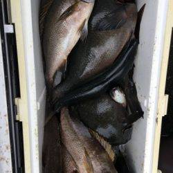 鵜来島家本渡船 釣果