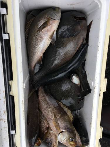 鵜来島家本渡船 釣果
