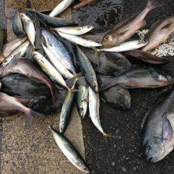 鵜来島家本渡船 釣果