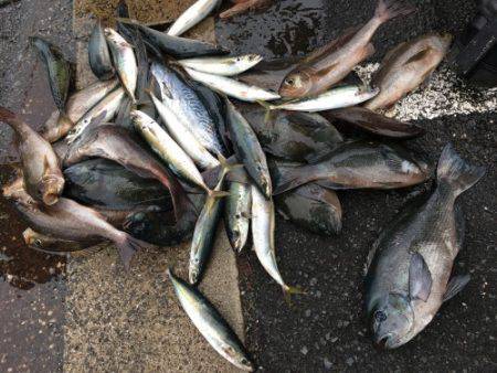 鵜来島家本渡船 釣果