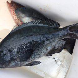 鵜来島家本渡船 釣果