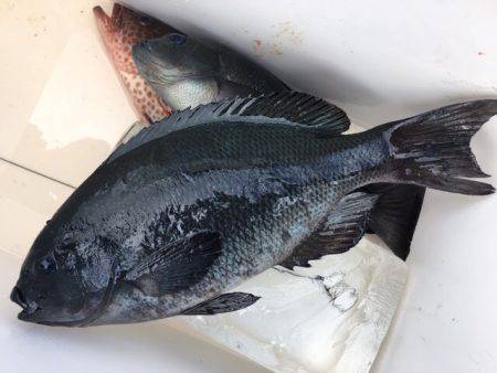 鵜来島家本渡船 釣果