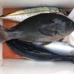 鵜来島家本渡船 釣果