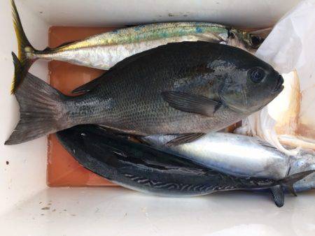 鵜来島家本渡船 釣果