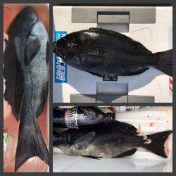 鵜来島家本渡船 釣果