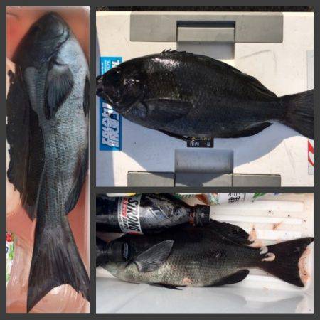 鵜来島家本渡船 釣果