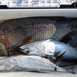 鵜来島家本渡船 釣果