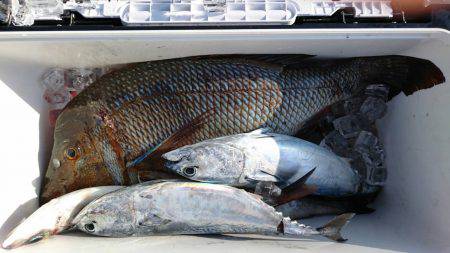 鵜来島家本渡船 釣果